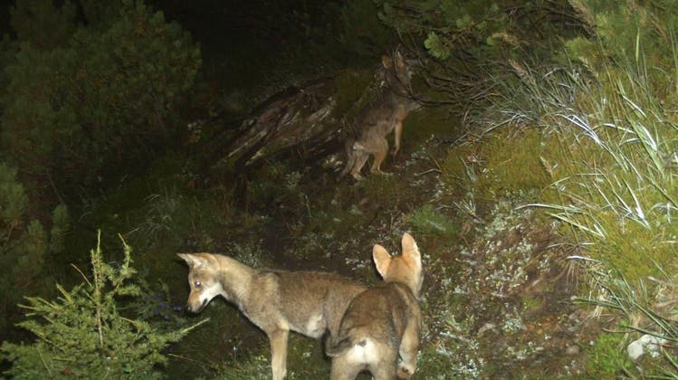 Die Wolfspopulation nimmt in der Schweiz rasant zu. Im Bild Jungtiere des Calandarudels. (Keystone / Amt für Jagd und Fischerei GR)