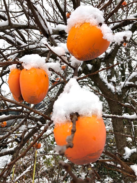 Welch ein Anblick: Kaki-Früchte am winterlich verschneiten Baum im Garten der Nachbarin. Und welch ein Gegensatz zwischen dem Wärme suggerierenden Orange und dem kalten Weiss!