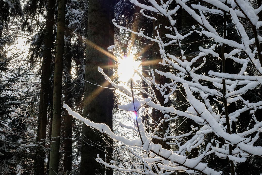 Ein paar Sonnenstrahlen im verschneiten Wald.