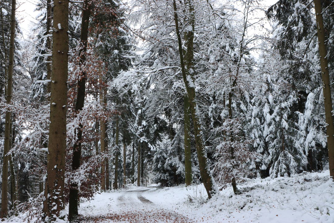 Durch den verschneiten Wald.