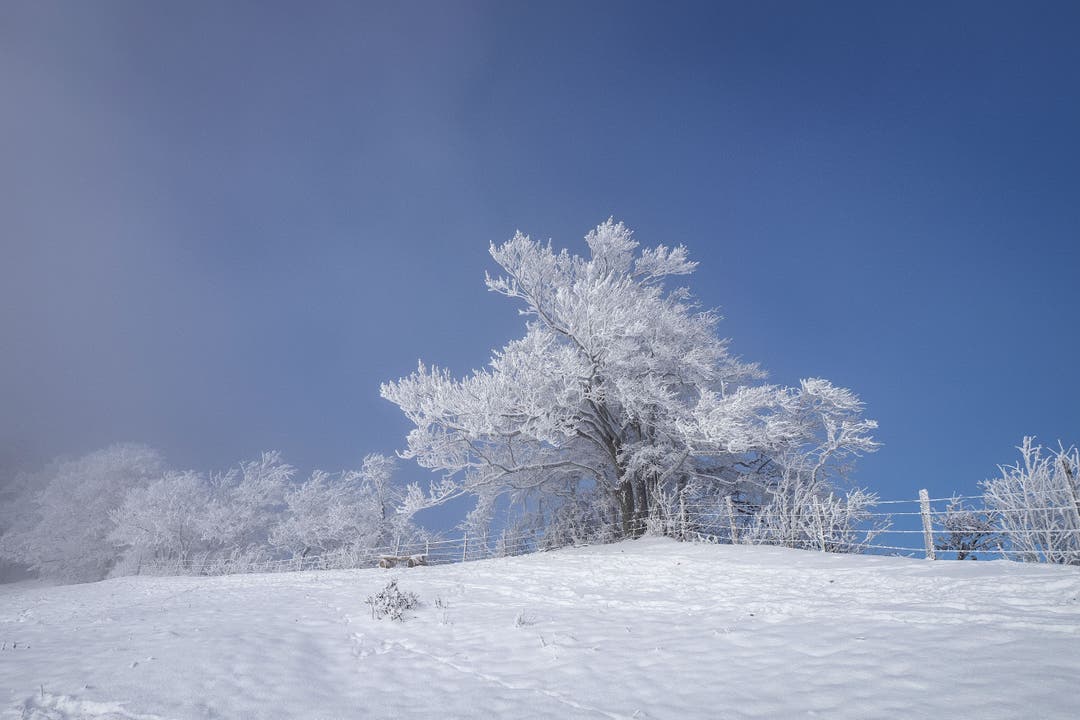 Traumhafte Winterlandschaft auf dem Belchen.