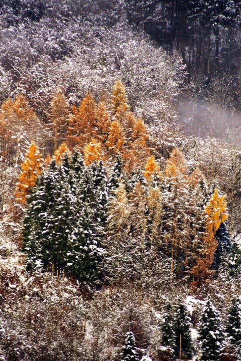 Die Herbstfarben in den Wäldern werden noch zusätzlich verstärkt durch den Schnee.