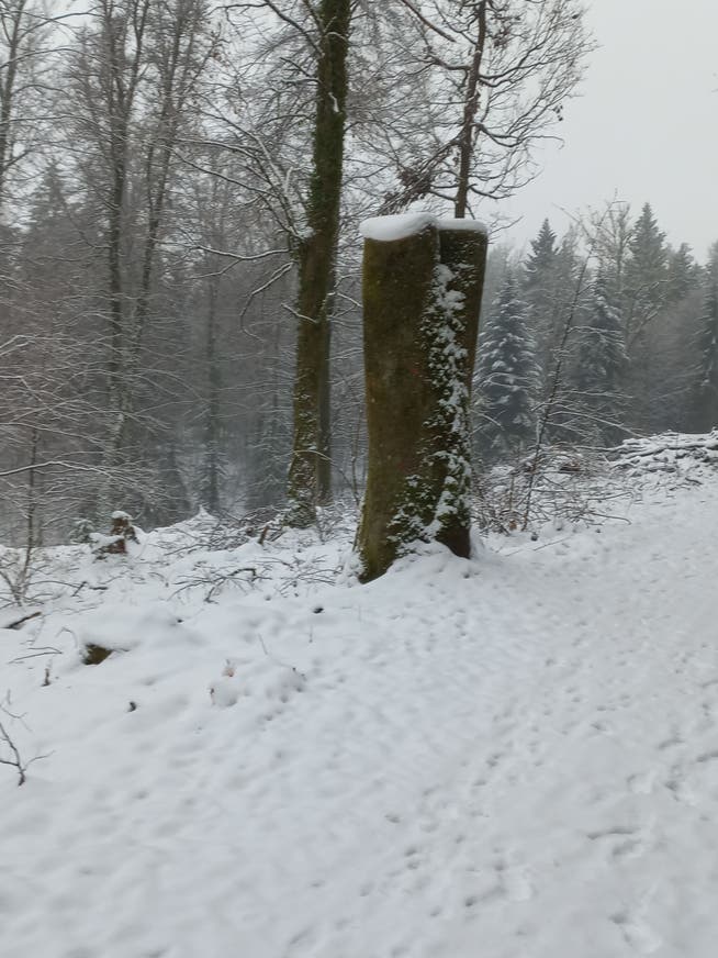 Mitte Dezember war der Siggenberger Wald noch voll mit Schnee.
