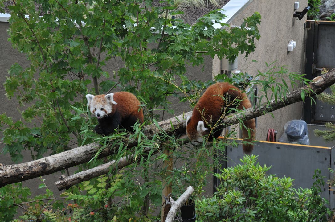 28. April Der Walter-Zoo erhält im Frühling Zuwachs: zwei Kleine Pandas.