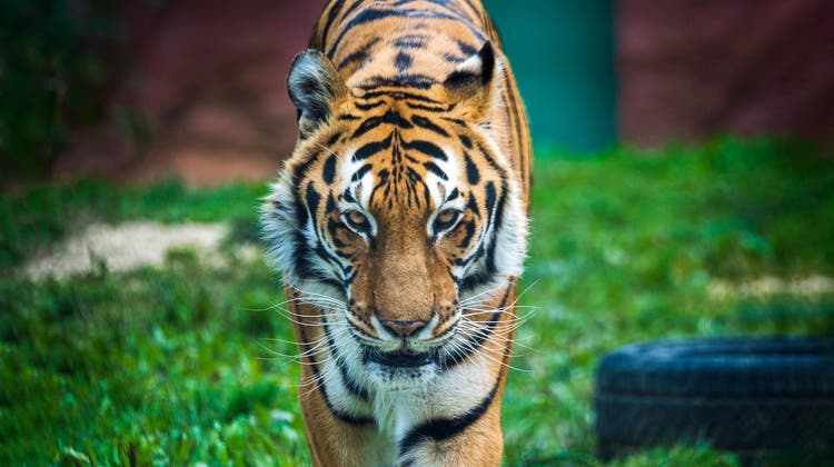 Traurige Weihnachten im Sikypark: Tiger Noah ist gestorben