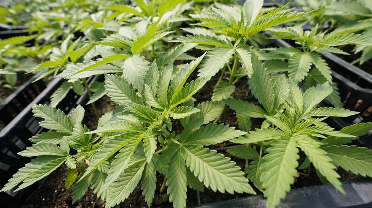 Wunderpflanze Cannabis: Medicrops will mit Hanfprodukten an die Börse. (Bild: Mary Altaffer/AP)