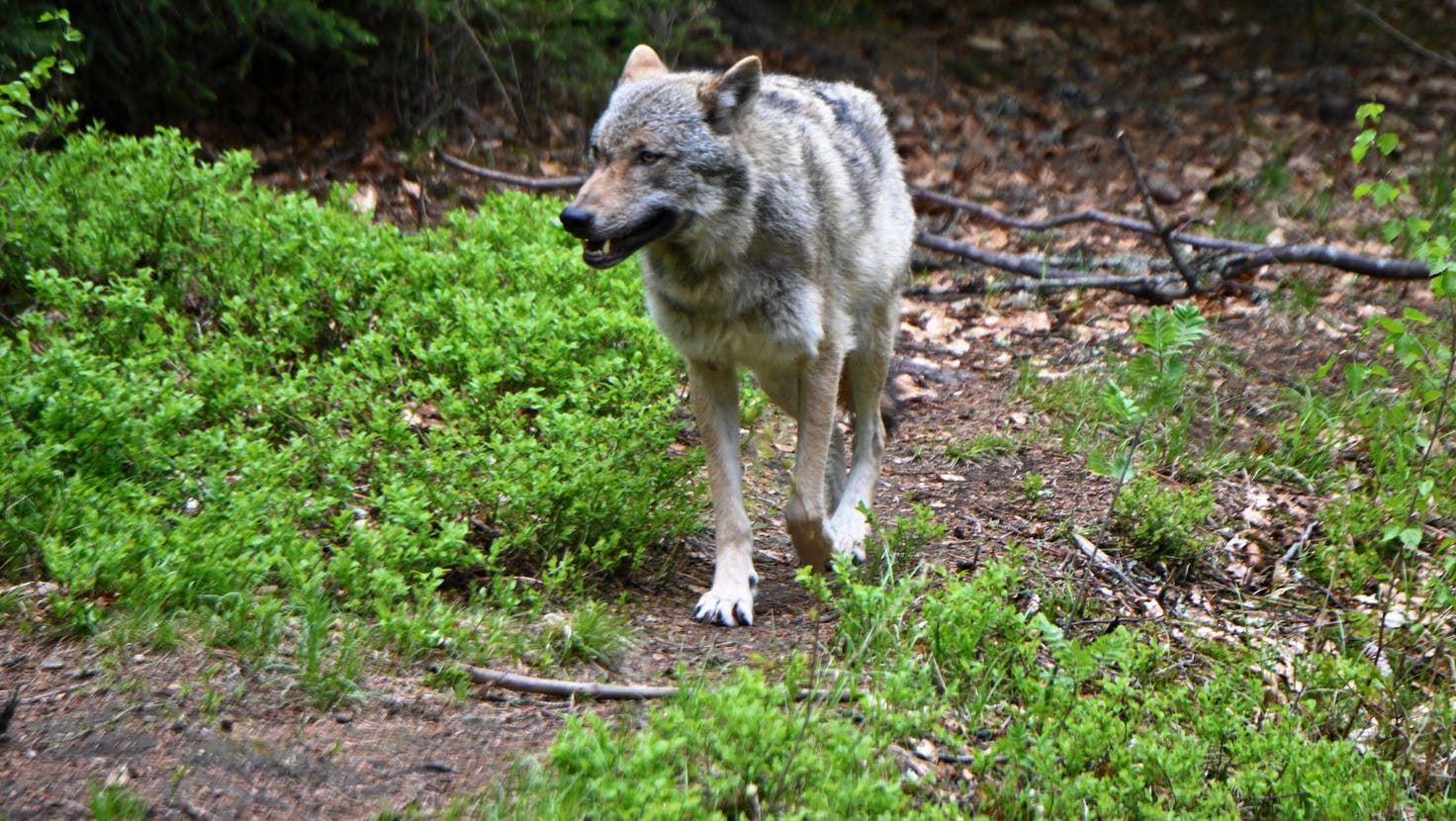 Der Wolf löst bei vielen Menschen Angst aus. Die Aufnahme entstand in einem Tiergehege in Deutschland. (Bild: Romano Cuonz)