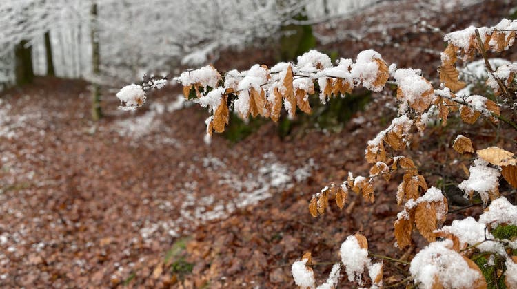 Wenig kann auch schön sein: Januarschnee auf dem Bruggerberg. (Leserfoto: Rakesh Chawla)