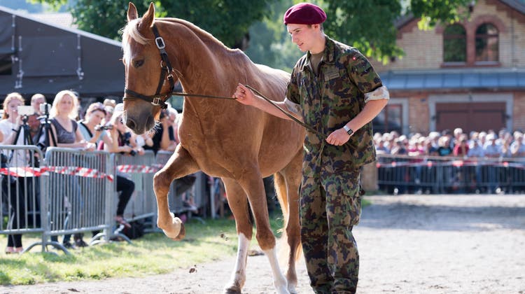 Ein Soldat präsentiert Kaufinteressenten eines der in Hefenhofen beschlagnahmten Pferde. (Bild: Keystone/Anthony Anex)