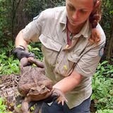 Monster-Kröte in Australien entdeckt - sie ist giftig und deshalb auch für Menschen  gefährlich