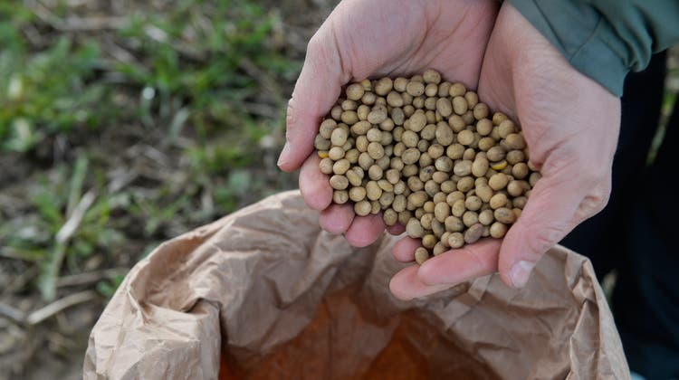Vermehrt steigen Landwirte auf den Anbau pflanzlicher Proteine wie etwa Soja um. (Bild: Donato Caspari)