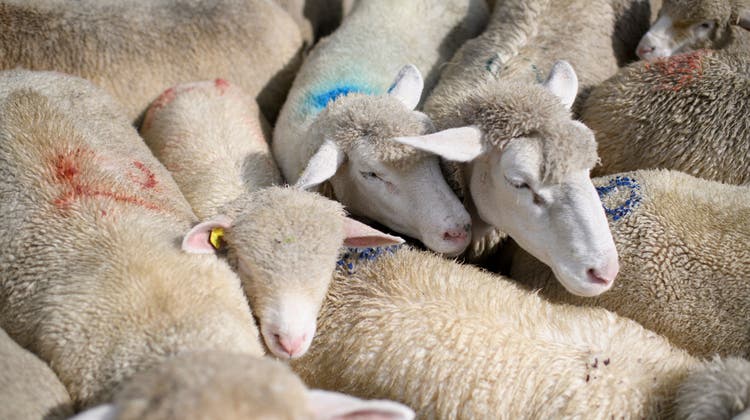 Ein Landwirt aus Vilters pferchte mehr Schafe in seinen Stall, als erlaubt gewesen wären. (Symbolbild: Gian Ehrenzeller / Keystone)