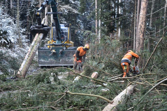Das Team rund um Förster Patrik Schilling stand dieser Tage in einem Wald des Klosters Glattburg im Einsatz.