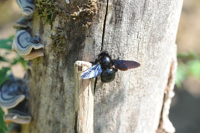 Totholz ist, entgegen seinem Ruf, eigentlich sehr lebendig. Es bietet vielen Tierarten, wie hier der Blauschwarzen Holzbiene, einen sicheren und überlebenswichtigen Unterschlupf.
