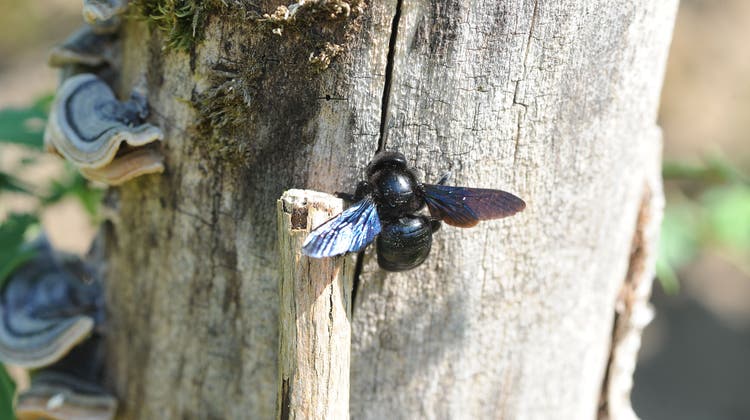 Totholz ist, entgegen seinem Ruf, eigentlich sehr lebendig. Es bietet vielen Tierarten, wie hier der Blauschwarzen Holzbiene, einen sicheren und überlebenswichtigen Unterschlupf. (zvg)