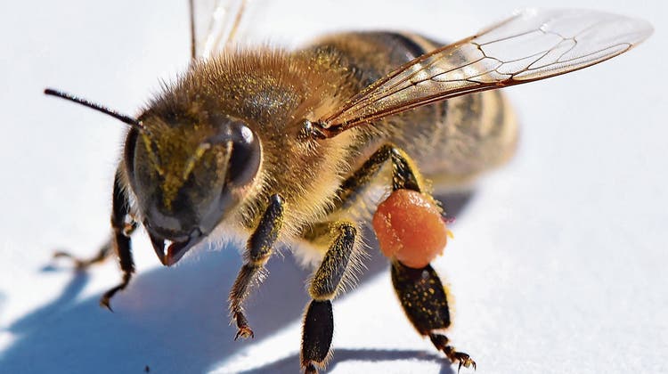 Der Bienenzüchterverein in Grabs feiert bereits sein 125-Jahr-Jubiläum
