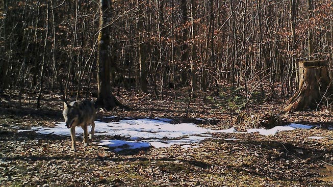 Im Kanton Aargau tappte Ende Februar 2019 in Erlinsbach zum ersten Mal ein Wolf in eine Fotofalle.