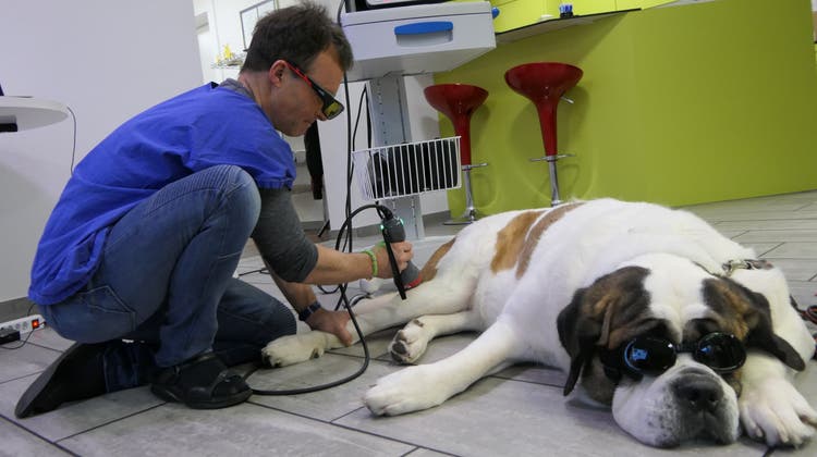 Dieses 15-Watt-Gerät benutzt Dr. med. vet. Regli neu in seiner Tierarztpraxis für Lasertherapien. (Bild: Valentina Blaser (Schattdorf, 13. Januar 2023))