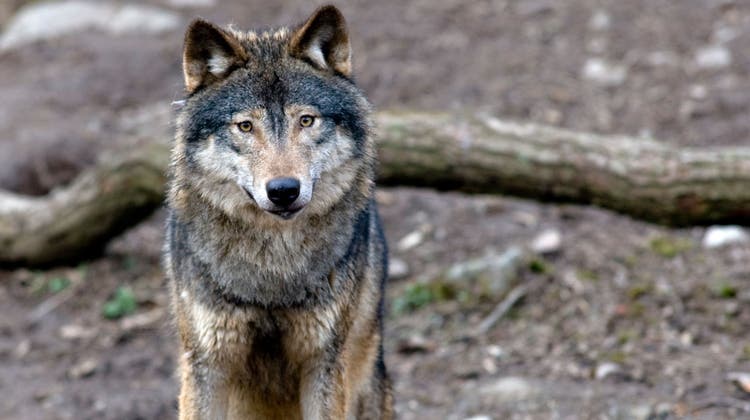 Der Wolf ist im Aargau immer häufiger Gast. Jüngst sorgte ein Tier für Schlagzeilen in Unterkulm. (Bild: Getty)