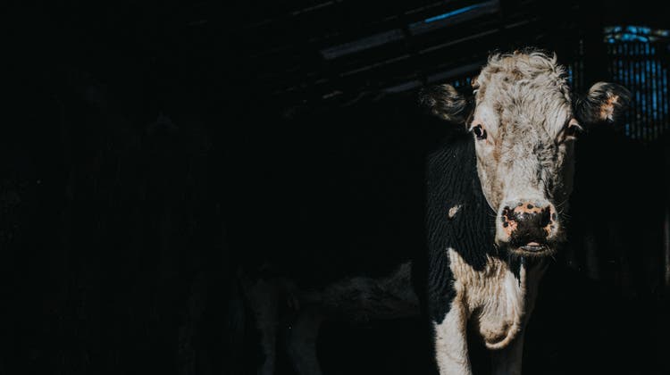 Ein Viehhändler fügte einer Kuh Schmerz und Leiden zu. (Symbolbild) (Bild: Getty)