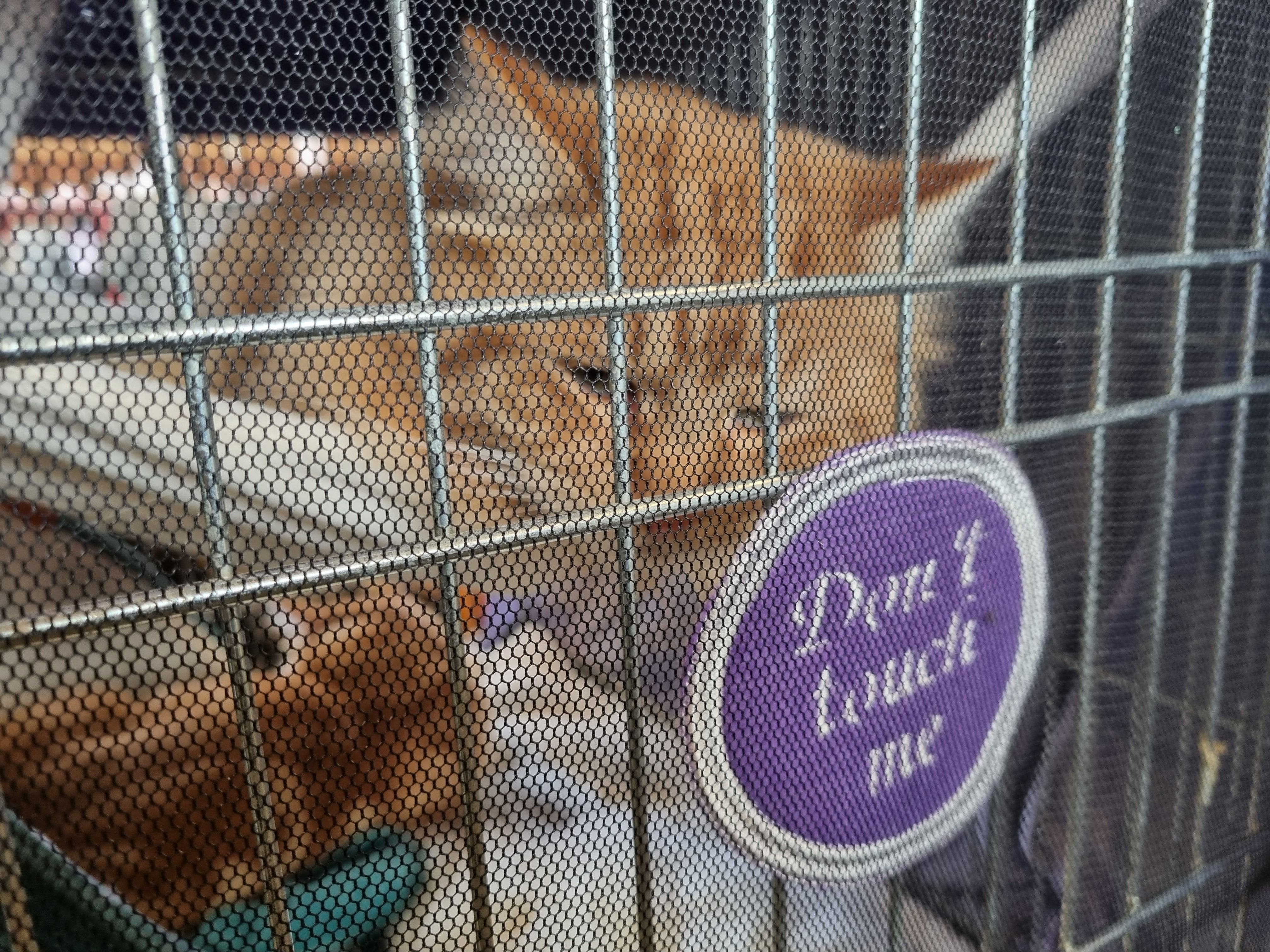 Die Katzen sind in Käfigen untergebracht. Die Besuchenden dürfen sie sich ansehen - aber nur das, damit die Tiere auch ihre Ruhe haben.