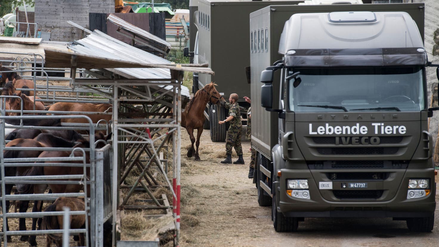 Am 8. August 2017 transportierte die Armee die Pferde vom Hof von Ulrich K. aus Hefenhofen ab. (Bild: Ennio Leanza/Keystone)