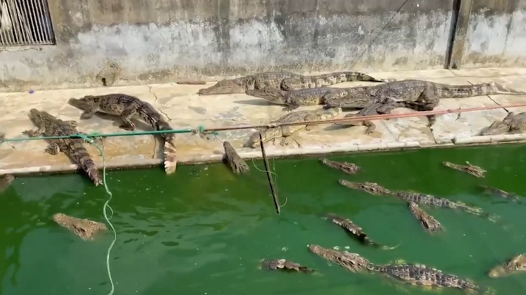 Horror-Farm entdeckt: Ausgehungerte Krokodile fressen sich gegenseitig auf