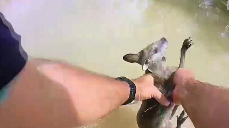 Überschwemmungen: Polizei rettet junges Känguru aus den Fluten