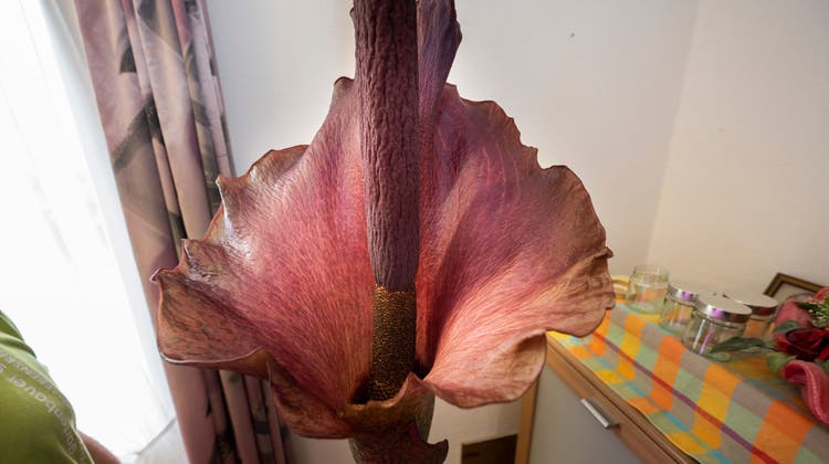 Der Tägerwiler Roland Morgenthaler mit seiner Teufelszunge. Die Blume blüht aktuell und ist über zwei Meter gross. (Bild: Ralph Ribi)