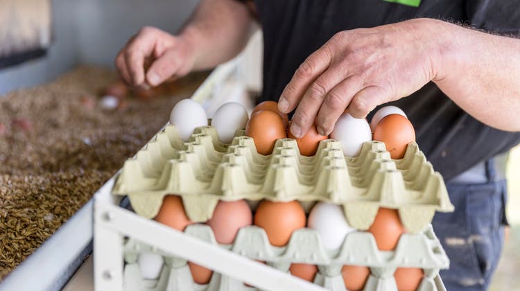 Weil der Vorrat an Schweizer Eiern knapp ist, werden über Ostern mehr Importeier in den Läden zu kaufen sein. (Bild: Sandra Ardizzone)