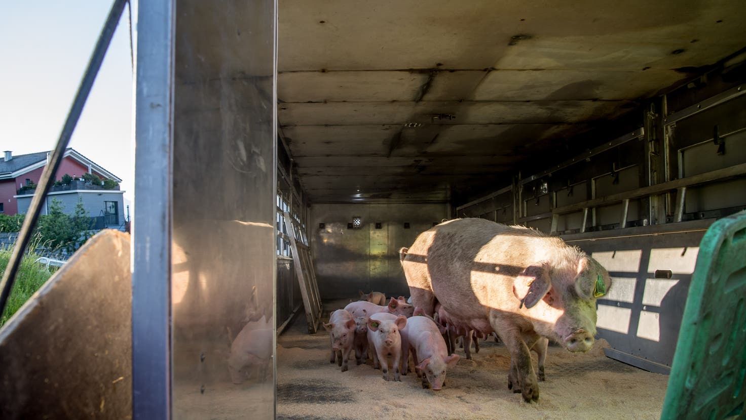 Der Kanton Luzern zählt mehr Schweine als Menschen, was eine hohe Umweltbelastung darstellt. Der Kanton will den Tierbestand darum mittelfristig senken. (Symbolbild: Nadia Schärli)