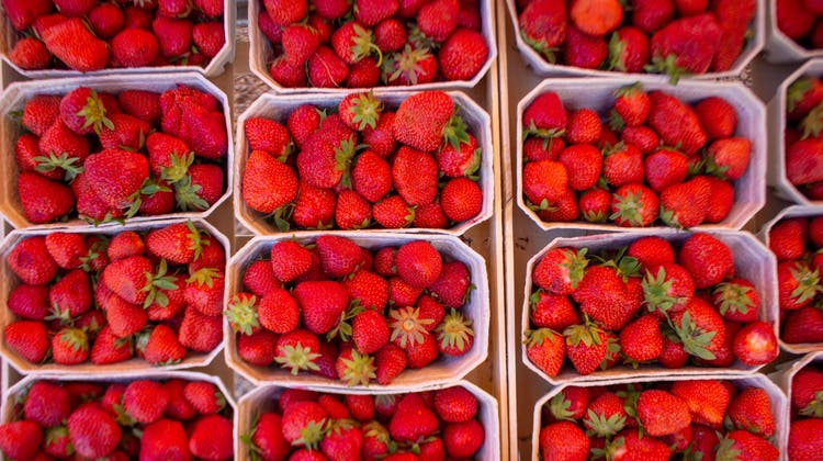 Ein bisschen Geduld ist gefragt: Ab Mitte Mai gibt es wieder Schweizer Erdbeeren. (Bild: Raphael Rohner)