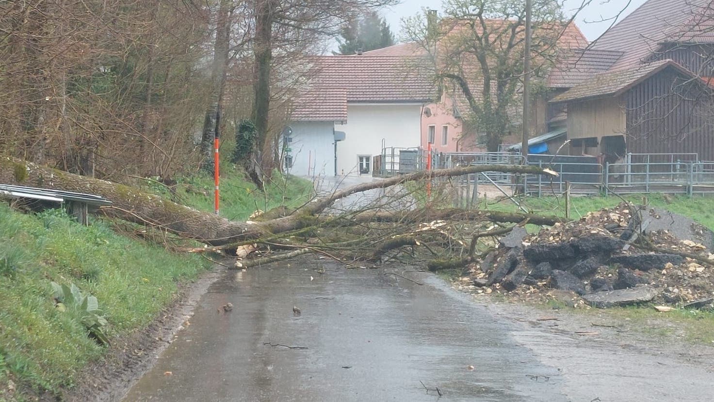 Umgekippter Baum versperrt Strasse in Oftringen. (Leserbild: Käthi Luder)