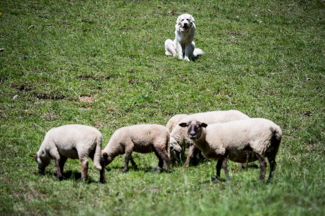 Der Bund will Schafe auf den Alpen besser vor Wolfsangriffen schützen. Neben Herdenschutzhunden unterstützt er weitere Sofortmassnahmen.