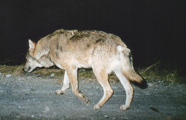 Ein Auto hat im Glarnerland einen Wolf tödlich verletzt. (Symbolbild)