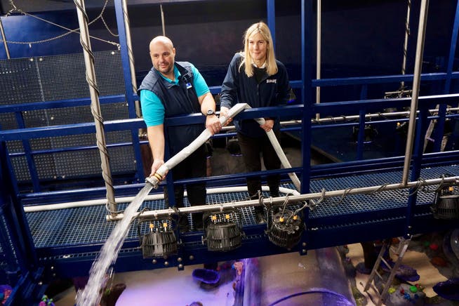 Im Sea-Life-Aquarium in Konstanz freuen sich Aquaristikleiter David Garcia und Managerin Sonja Rüdinger, dass sie das Ozeanbecken nach dem Umbau endlich wieder mit Wasser füllen können.