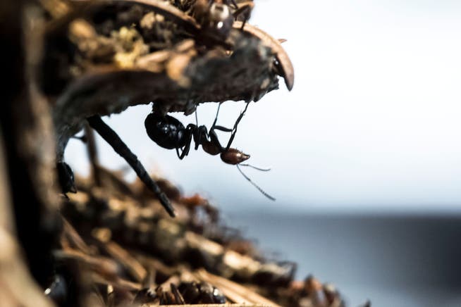 Ameisen schleppen oft Samen über den Waldboden und tragen so zur Biodiversität bei.