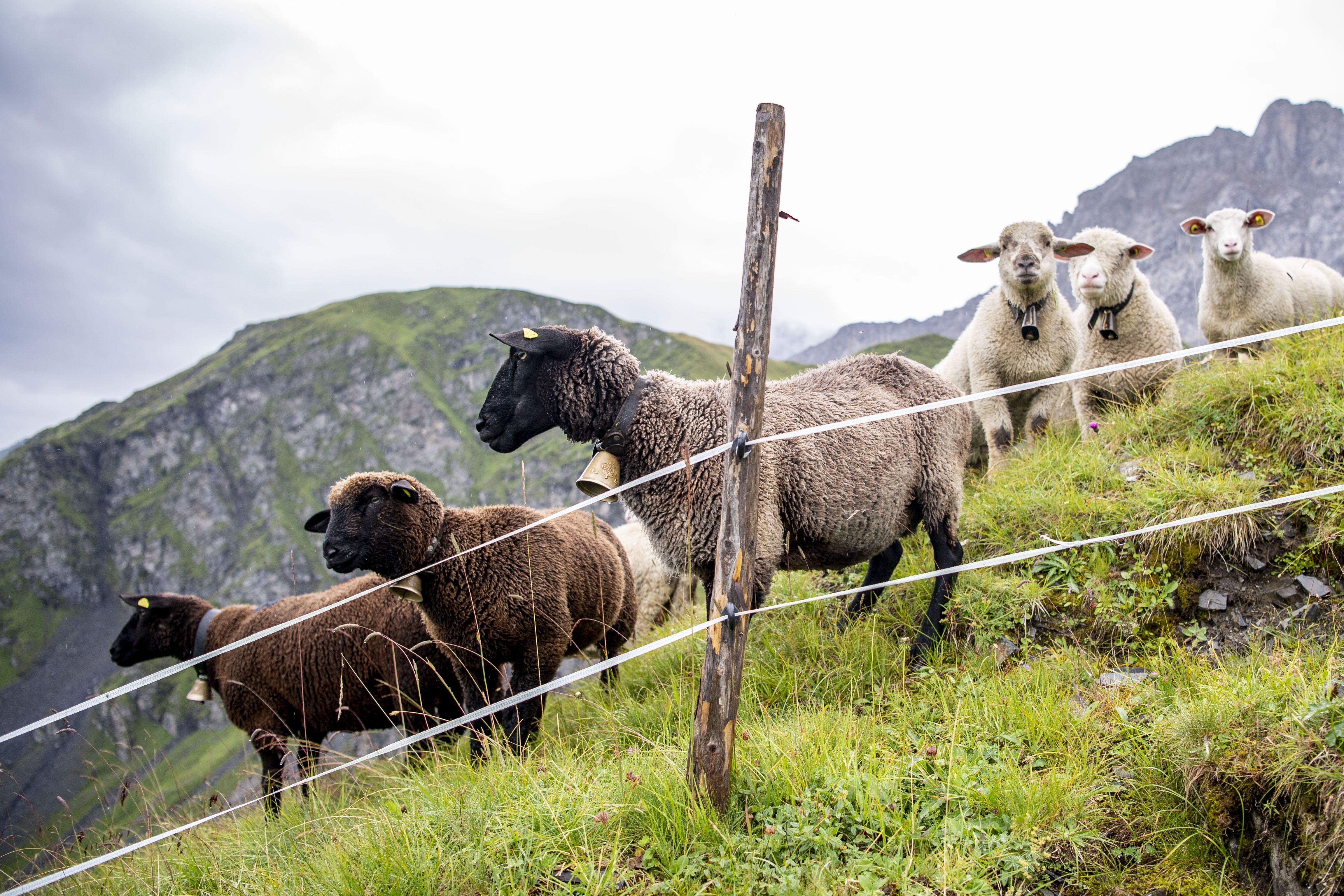 Mehr Geld Für Herdenschutz: Das Finden Uri, Nid- Und Obwalden