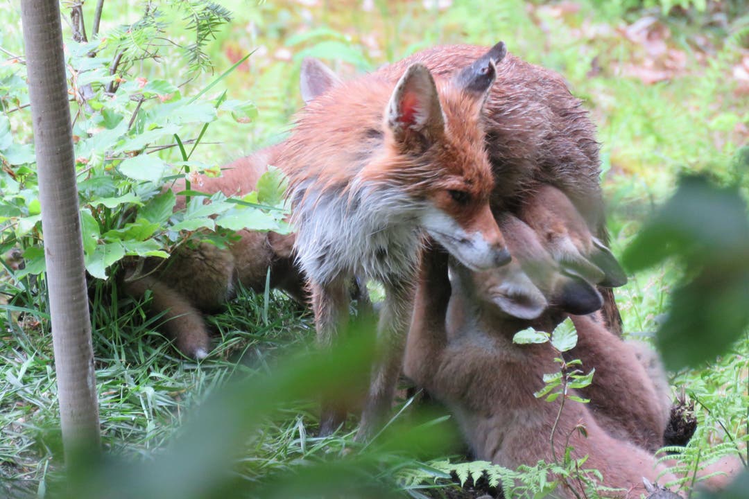 Fuchsfähe beim Säugen