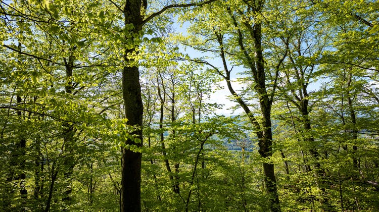 Wälder speichern CO2 und sind daher ein wichtiger Pfeiler im Klimaschutz. (Bild: Alex Spichale / AGR)