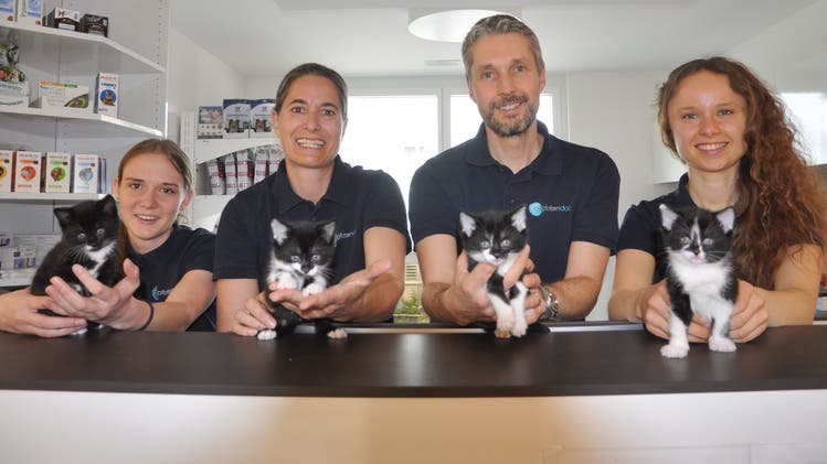 Tierarztpraxis Gerresheim - Dr. Med. Vet. Waltraud Gauls Gesundheitliches Risiko zu gross – Katzen blieben beim Tierarzt