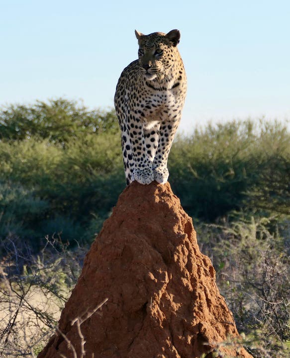 Die Leopardendame präsentiert sich auf einem Termitenhügel