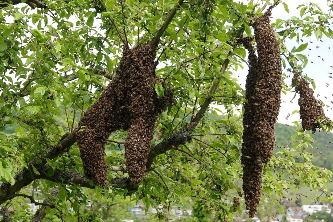 Schwärmende Bienen