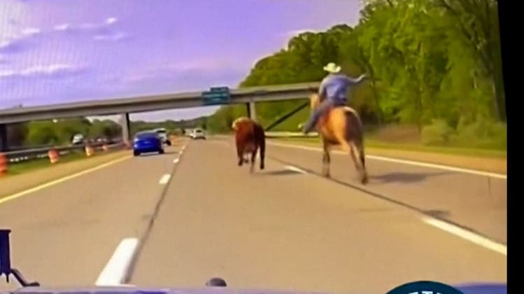 Mit Lasso und hoch zu Pferd: Hier jagt ein Cowboy eine Kuh – mitten auf dem Highway!