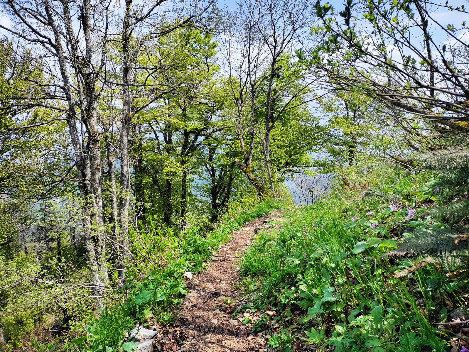 Hinter der Röti führt der Weg runter zum Balmberg.