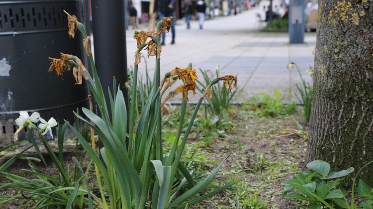 Wil, Mai 2023: Kaum etwas blüht, verwelkte Narzissen dominieren das Bild. Das gehört bei der naturnahen Bepflanzung der Stadtgärtnerei dazu. (Bild: Jochen Tempelmann)