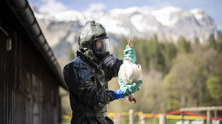 Ein Huhn wird aus einem Stall entnommen bei einer Übung der Seuchenwehr des Zivilschutzes zur Vogelgrippe in Glarus. (Bild: Gian Ehrenzeller/Keystone)