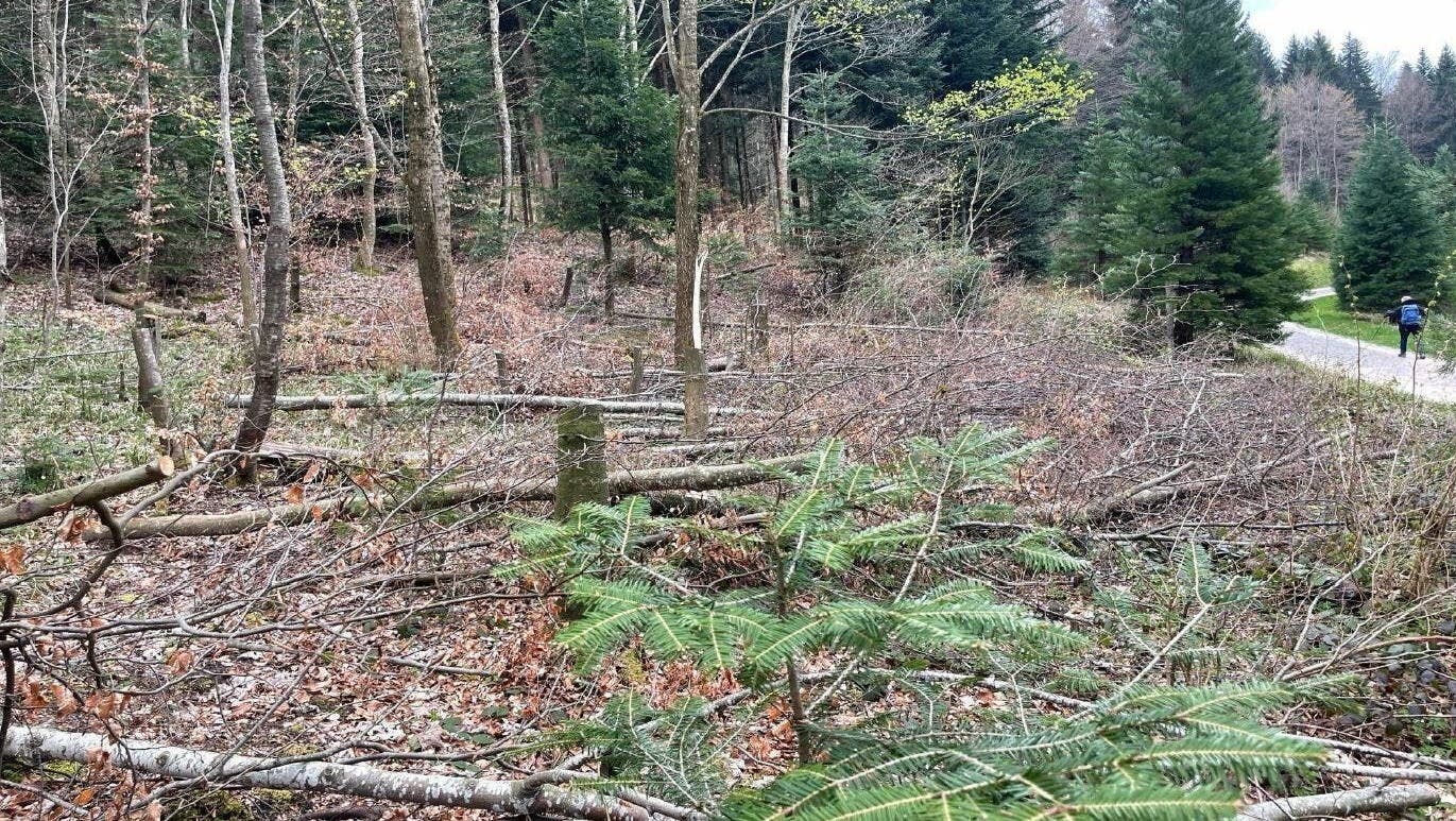 Kein Biber, sondern ein Rentner ist dafür verantwortlich, dass über 100 Bäume im Zürcher Stadtwald gefällt worden sind. (Bild: zvg/Stadtpolizei Zürich)