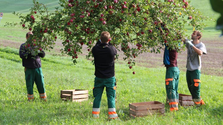 Im letzten Jahr wurden über sieben Tonnen Früchte von Hochstammbäumen geerntet. (Bild: zvg/Jurapark)