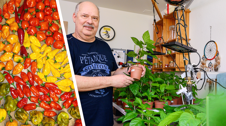 Roger Bégue hat in seiner Trimbacher Wohnung ein Zimmer eigens für die Aufzucht von Chilipflanzen eingerichtet. (Bild: Bruno Kissling)